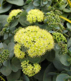 Sedum telephium 'Yellow Delicat'